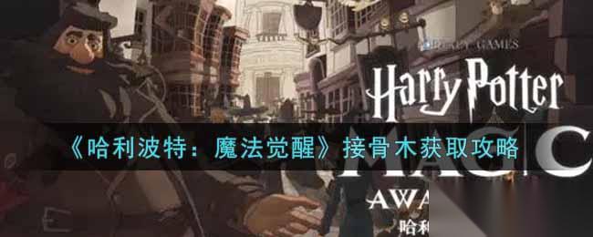 接骨木采集指南
