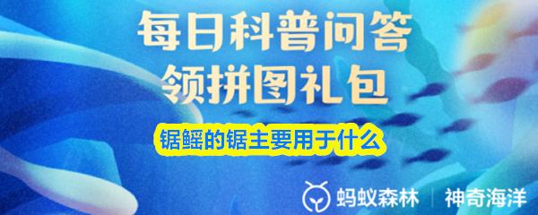 锯鳐的锯主要用于什么