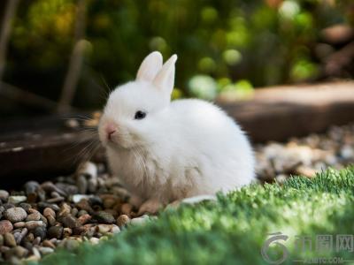 Bunni DEX 宣布永久关闭：因 840 万美元漏洞损失无力承担恢复成本