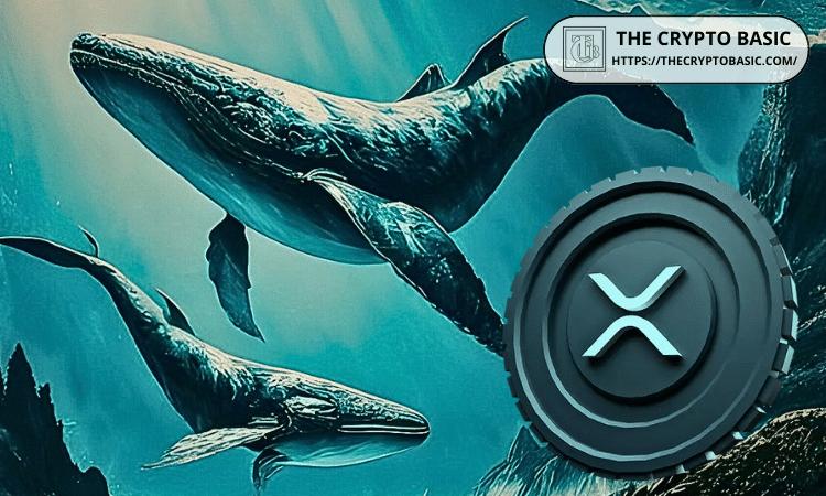 XRP巨鲸交易活跃度激增，单笔超过10万美元的交易量创三个月新高。