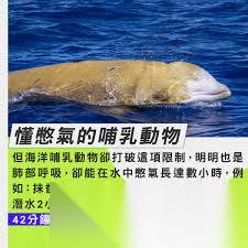 哪种海洋哺乳动物潜水时间更长
